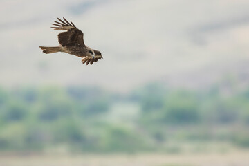 (Eastern) Black Kite - Schwarzmilan - Milvus migrans ssp. lineatus, Russia (Baikal), 2nd cy.