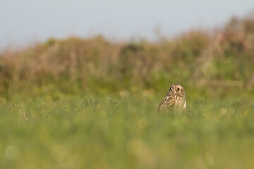 Short-eared Owl - Sumpfohreule - Asio flammeus ssp. flammeus, Spain (Andalucia)