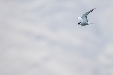 Common Tern - Flussseeschwalbe - Sterna hirundo ssp. tibetana, Tajikistan, adult