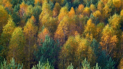 Aerial of Autumn Forest Colorful Treetops