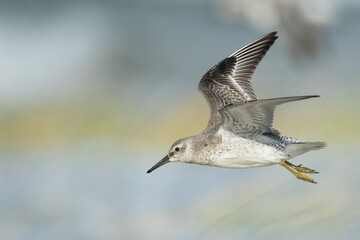 Red Knot - Knutt - Calidris canutus, Germany (Hamburg), 1st cy