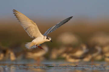 Whiskered Tern - Weissbart-Seeschwalbe - Chlidonias hybrida hybrida, Oman, 1st Winter plumage