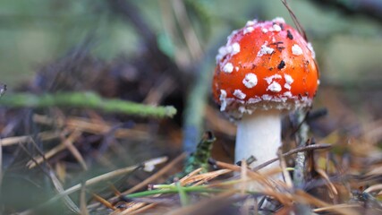 Red Fly Agaric Amanita Muscaria Poisonous Mushroom in Autumn Forest Close-Up