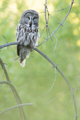 Great Grey Owl - Bartkauz - Strix nebulosa ssp. lapponica, Russia (Baikal), adult