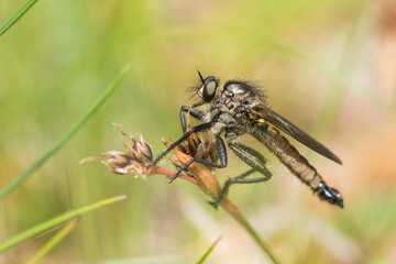 Macro image of an insect in Germany