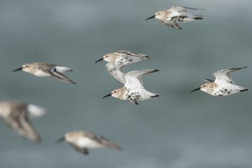 Dunlin - Alpenstrandläufer - Calidris alpina, Germany (Hamburg), adult, moulting into non-breeding plumage