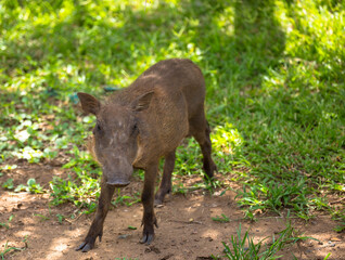 Common Warthog in natural habitat, Game Reserve South Africa.
Scene at game drive.