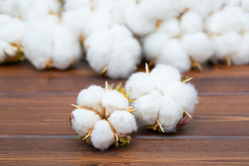 Cotton close-up. The buds of the cotton plant are collected on a wooden background. Environmentally friendly raw materials.