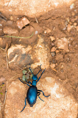 Macro image of an insect