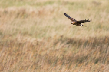 Hen Harrier - Kornweihe - Circus cyaneus, Germany (Niedersachsen), 1st cy