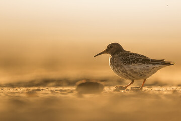 Purple Sandpiper - Meerstrandläufer - Calidris maritima, Germany (Niedersachsen), 1st winter