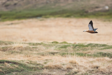 Ruddy Shelduck - Rostgans - Tadorna ferruginea, Russia (Baikal), adult, female