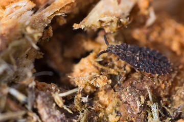 Macro image of an insect in Germany