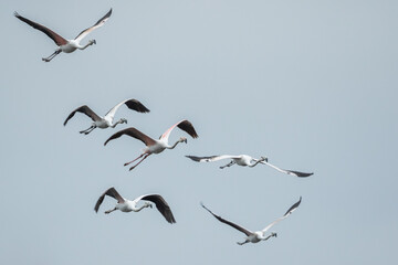 Greater Flamingo, Phoenicopterus roseus