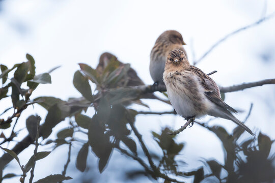 Twite - Bergh&auml;nfling - Carduelis flavirostris ssp. flavirostris, Germany (Niedersachsen)