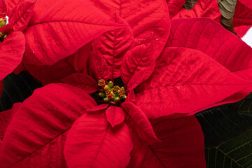 The poinsettia red flowers. The Flower of the Christmas