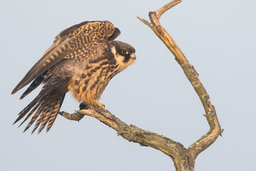 Eurasian Hobby - Baumfalke - Falco subbuteo ssp. subbuteo, Germany (Lower Saxony), 1st cy