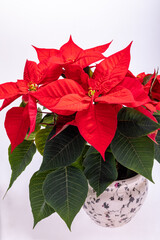 The poinsettia red flowers. The Flower of the Christmas