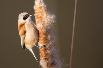 Eurasian Penduline Tit - Beutelmeise - Remiz pendulinus ssp. pendulinus, France (Alsace), male, wintering bird