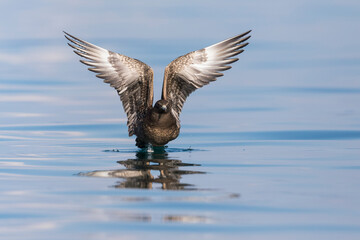 Arctic Jaeger - Schmarotzerraubmöwe - Stercorarius parasiticus, Germany (Baden-Württemberg), 1st cy