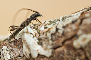 Macro image of an insect in Germany