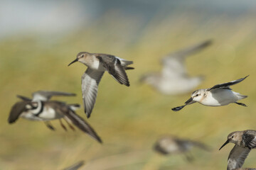 Sanderling - Sanderling - Calidris alba, Germany (Hamburg), 1st cy