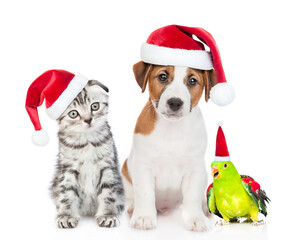 Group of pets wearing red christmas hats sit together. isolated on white background