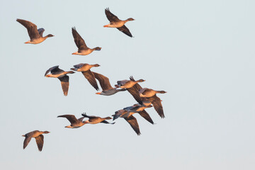 Tundra Bean Goose - Tundra-Saatgans - Anser fabalis ssp. rossicus, Poland (Drossen)