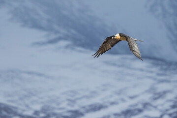 Lammergeier - Bartgeier - Gypaetus barbatus ssp. barbatus, Tajikistan, adult