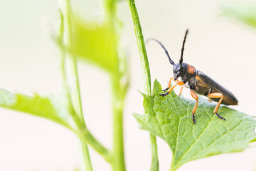 Macro image of an insect in Germany