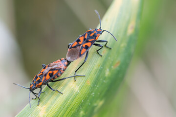 Macro image of an insect in Germany
