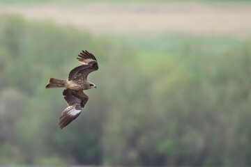 (Eastern) Black Kite - Schwarzmilan - Milvus migrans ssp. lineatus, Russia (Baikal), 2nd cy.