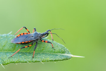 Macro image of an insect in Germany