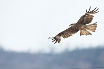 (Eastern) Black Kite - Schwarzmilan - Milvus migrans ssp. lineatus, Russia (Baikal), 2nd cy.