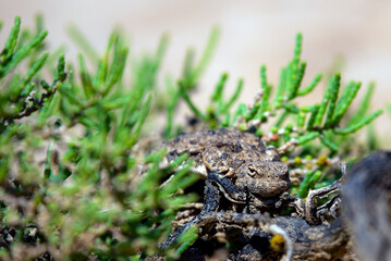 Phrynocephalus helioscopus agama close portrait of in nature