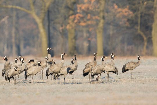 Common Crane - Kranich - Grus grus ssp. grus, Germany (Sachsen), winter group
