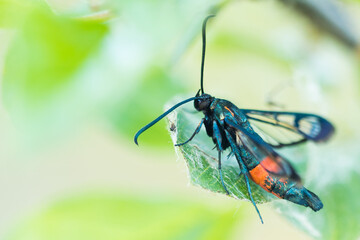 Macro image of an insect in Germany