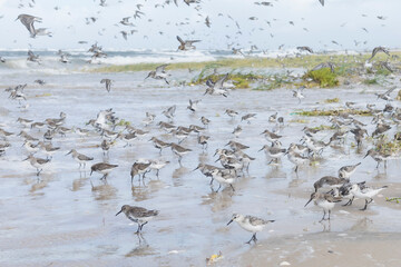 Dunlin - Alpenstrandläufer - Calidris alpina, Germany (Hamburg), at high-tide roost with Sanderling and Red Knot