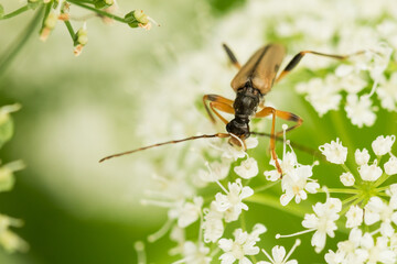 Macro image of an insect in Germany