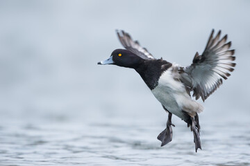 Tufted Duck - Reiherente - Aythya fuligula, Germany (Niedersachsen), adult, male