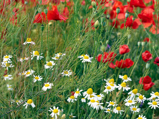 Flowers red poppies blossom on wild field