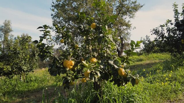 Alberi di Bergamotto calabrese a Brancaleone