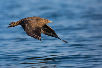 Arctic Jaeger - Schmarotzerraubmöwe - Stercorarius parasiticus, Germany (Baden-Württemberg), 1st cy