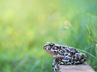 Green toad in the garden.