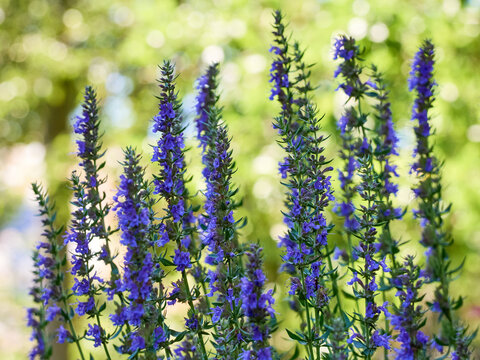 Purple flowers of hyssop (hyssopus officinalis)