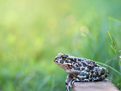 Green toad in the garden.
