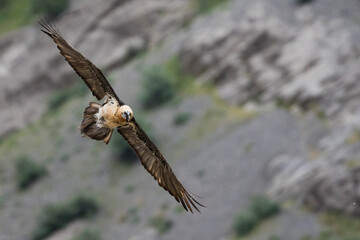 Lammergeier - Bartgeier - Gypaetus barbatus ssp. barbatus, Tajikistan, adult
