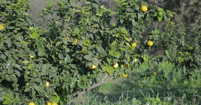 Alberi di Bergamotto calabrese a Brancaleone
