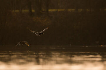 Mallard - Stockente - Anas platyrhynchos ssp. platyrhynchos, Germany (Baden-Württemberg), adult, male and female, summer plumage