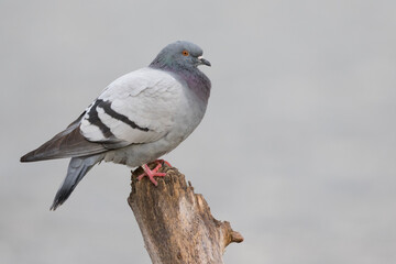 Feral Pigeon - Straßentaube -  Columba livia domestica, Germany (Baden-Württemberg), adult